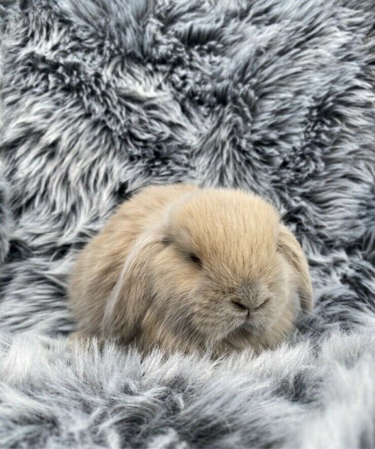 baby rabbits for sale gumtree